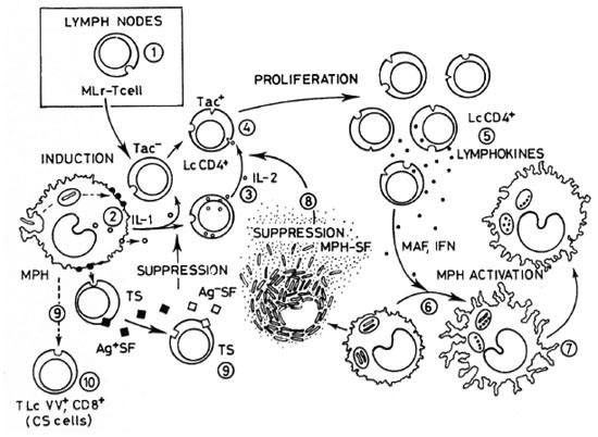 leprosy diagram